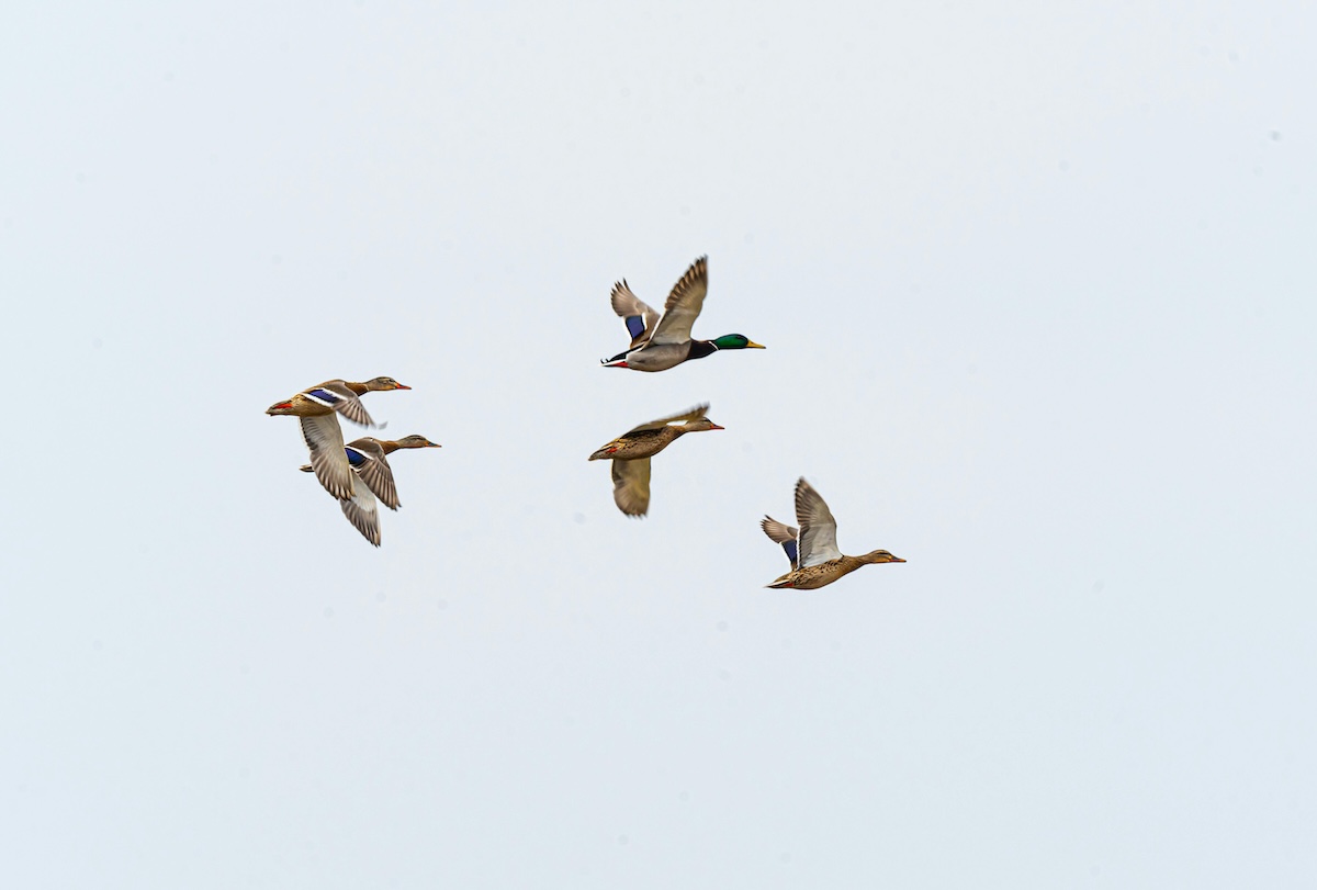 King’s Duck Solution—Duck Repellent (1L) - Image 3