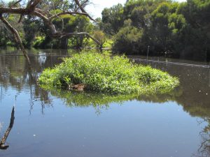 commercial floating wetland