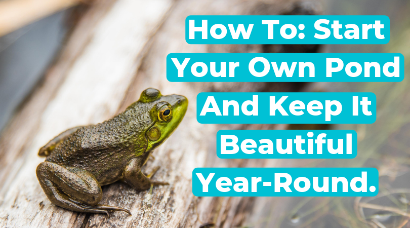 How To Start Your Own Pond And Keep It Beautiful Year-Round.