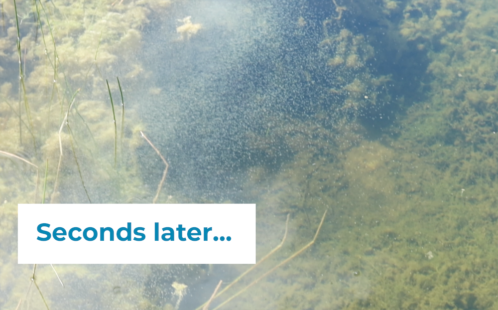 Algae Lift—Granular (10kg) - Image 3