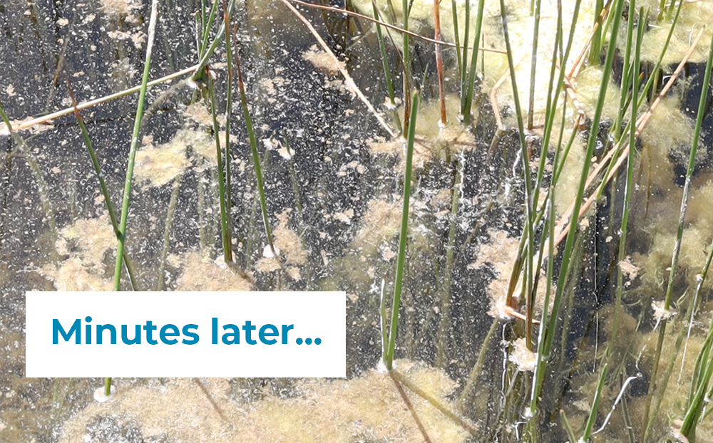 Algae Lift—Granular (10kg) - Image 4