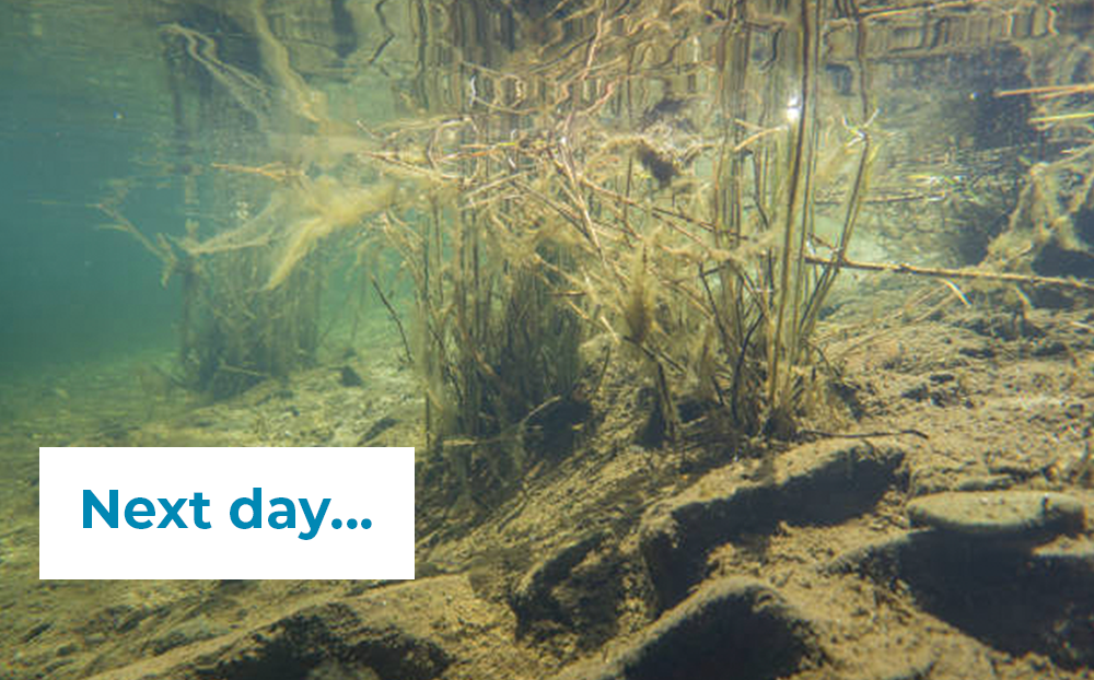 Algae Lift—Granular (10kg) - Image 5