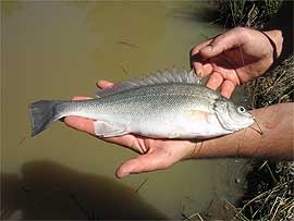 Fish for dams - Silver Perch