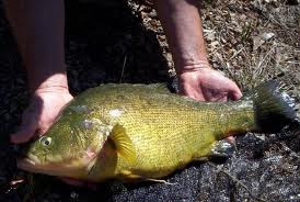 Golden perch blog Clearwater Lakes & Ponds