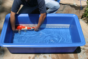 Matala Koi Measuring Tank Clearwater Lakes and Ponds