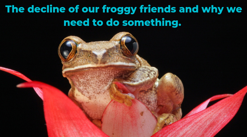 Save the frogs