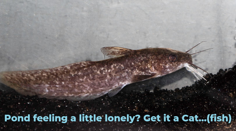 tandanus tandanus freshwater catfish - perfect fish for dams and ponds