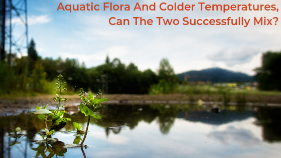 Aquatic Flora And Colder Temperatures, Can The Two Successfully Mix_