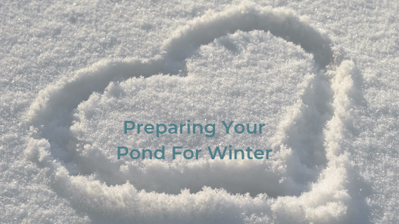 Preparing Your Pond For Winter