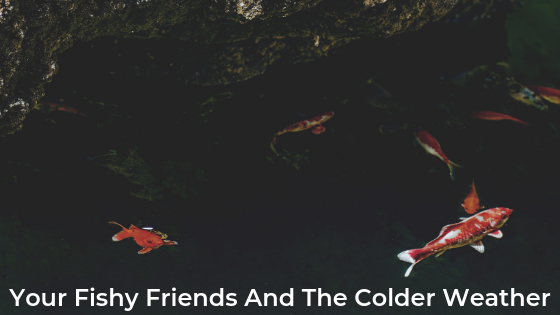 Your Fishy Friends And The Colder Weather
