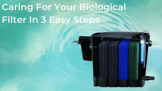 Caring For Your Biological Filter In 3 Easy Steps