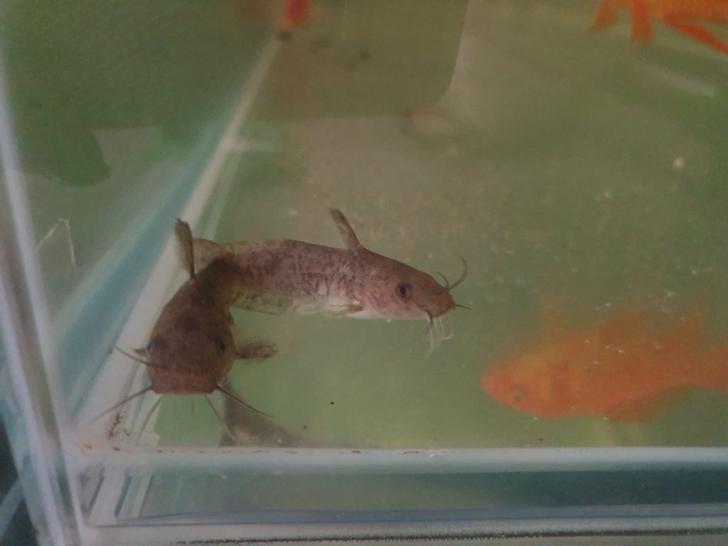 Baby Freshwater Catfish - Tandanus Tandanus Juveniles 