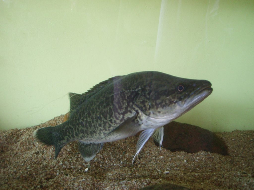 Murray Cod by Codman at English Wikipedia [Public domain]