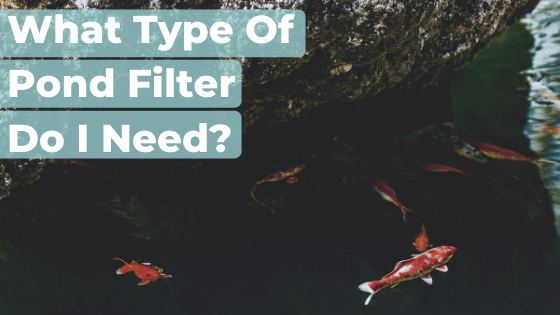 How to choose the best filter for your pond