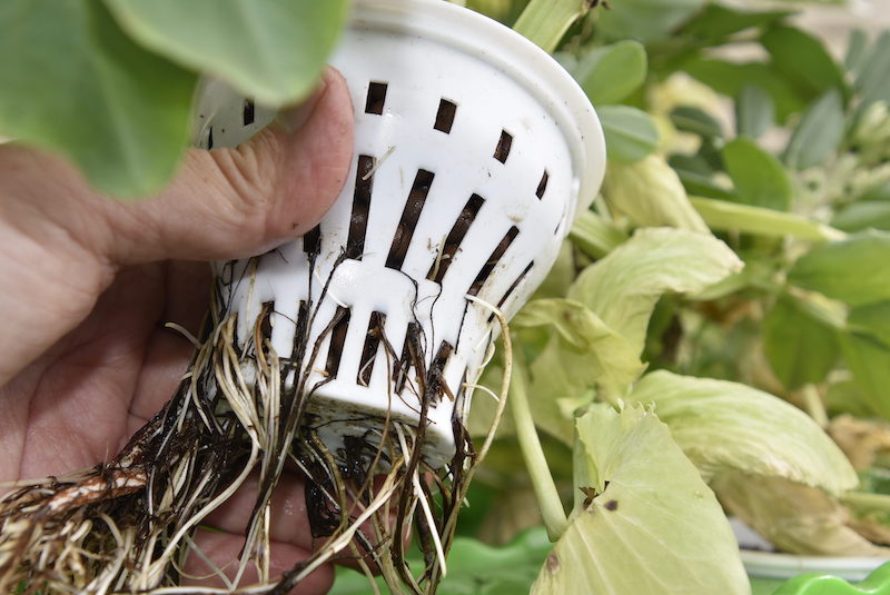 GrowEasy Aquaponics Starter Kit - Image 3