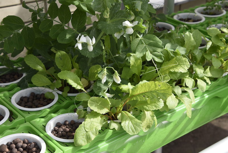 GrowEasy Aquaponics Starter Kit - Image 4