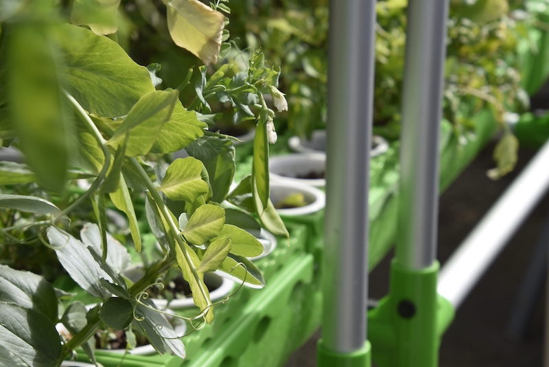 GrowEasy Aquaponics Starter Kit - Image 6