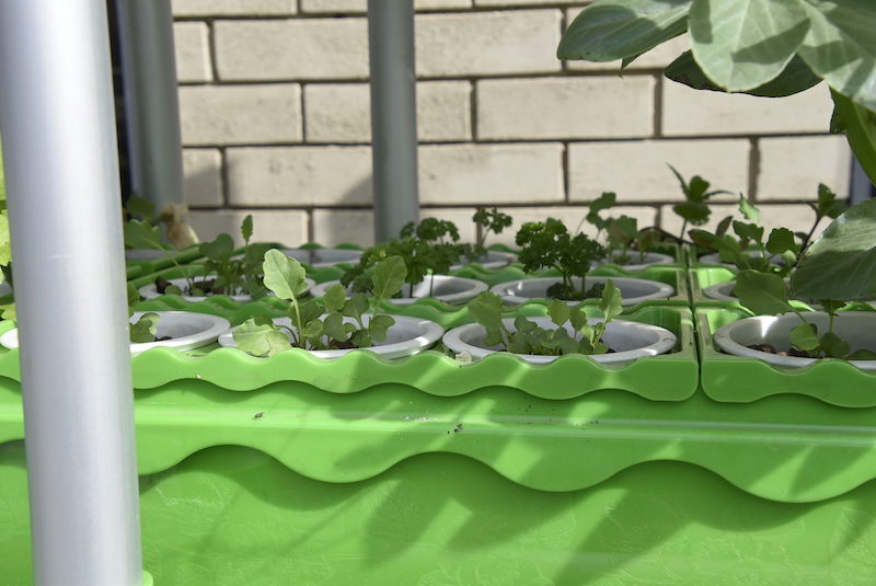 GrowEasy Aquaponics Starter Kit - Image 5