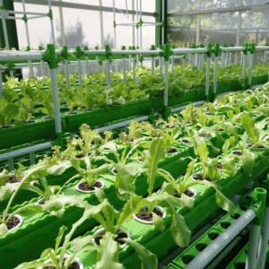 GrowEasy Aquaponics Starter Kit