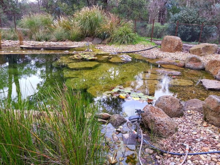 The Ultimate Backyard Koi Pond: Choosing the Right Liner for Fish Health