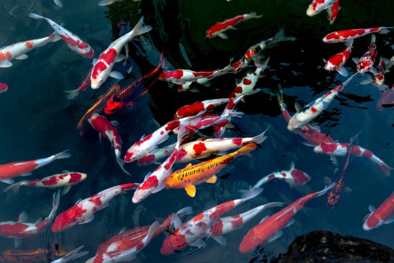 The Best Pumps for Koi and Fish Ponds